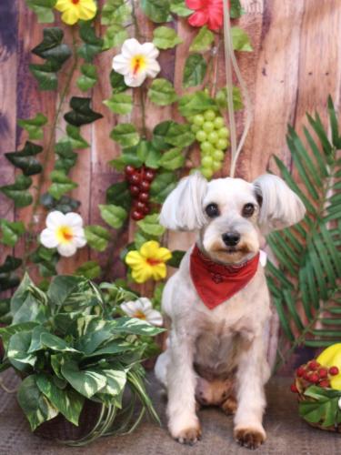 20230820ここちゃん